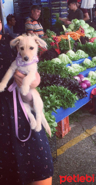 Golden Retriever, Köpek  ÇaÇa fotoğrafı
