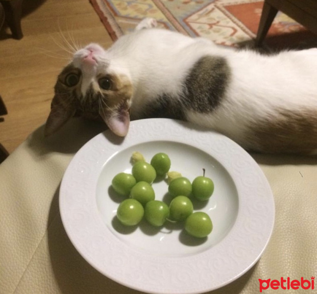 Tekir Kedi, Kedi  Luna fotoğrafı