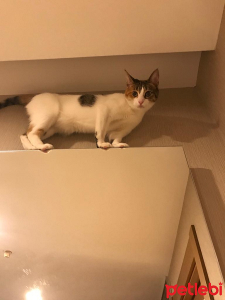 Tekir Kedi, Kedi  Luna fotoğrafı
