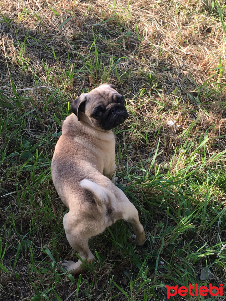 Pug, Köpek  Bady fotoğrafı