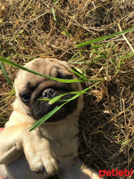 Pug, Köpek  Bady fotoğrafı