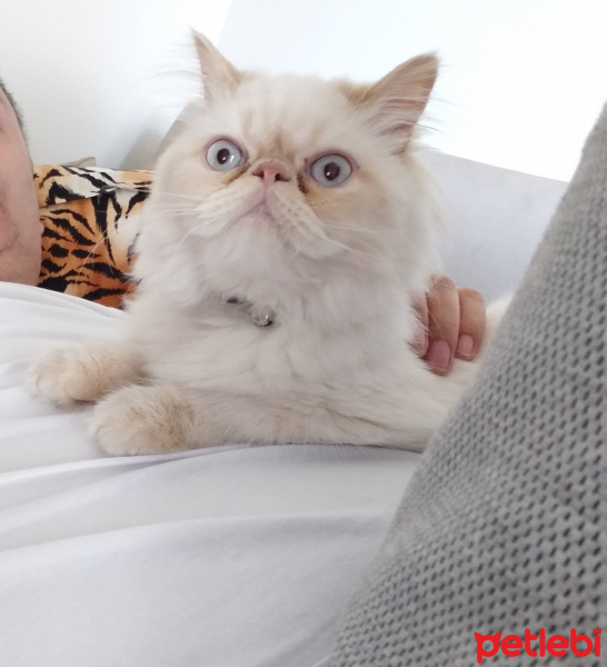 Exotic Shorthair, Kedi  SİRİ fotoğrafı