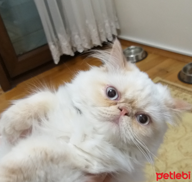 Exotic Shorthair, Kedi  SİRİ fotoğrafı