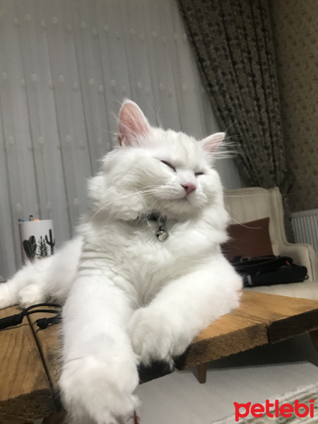 British Shorthair, Kedi  Şimal Arveş fotoğrafı
