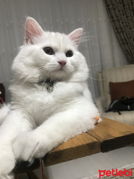 British Shorthair, Kedi  Şimal Arveş fotoğrafı