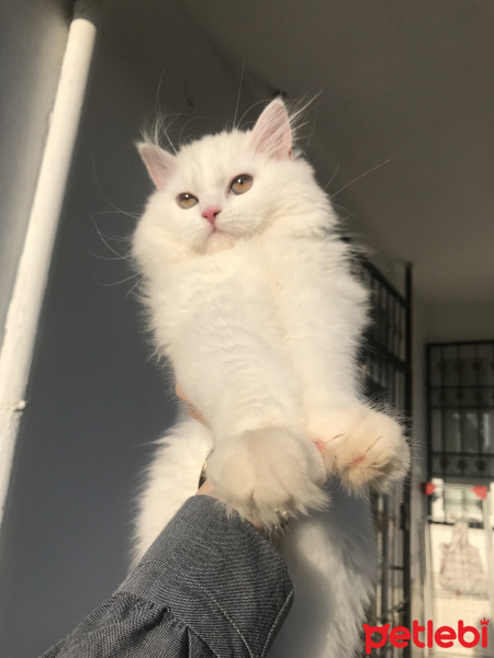British Shorthair, Kedi  Şimal Arveş fotoğrafı