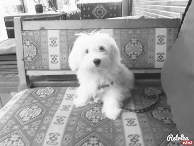 West Highland White Terrier, Köpek  Pamuk fotoğrafı