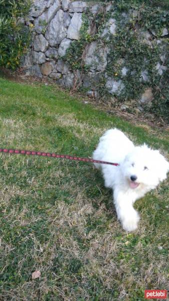 West Highland White Terrier, Köpek  Pamuk fotoğrafı