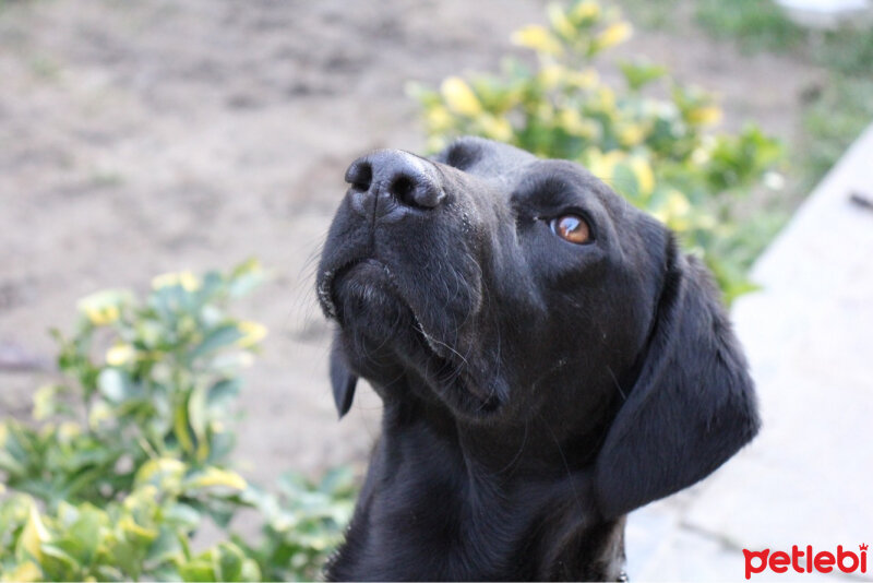 Sokö (Sokak Köpeği), Köpek  Çoko fotoğrafı