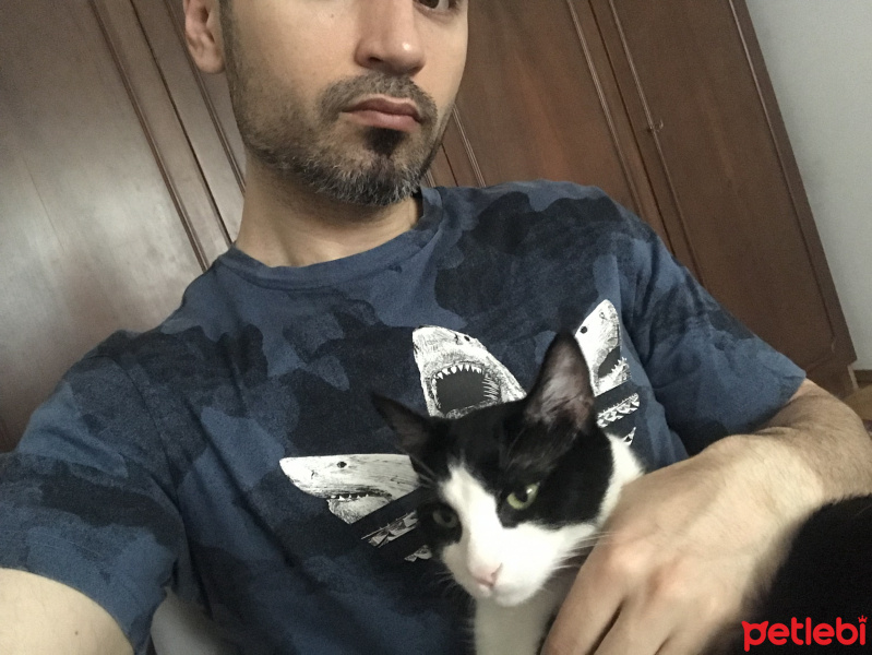 Tuxedo (Smokin) Kedi, Kedi  Bumblebee fotoğrafı