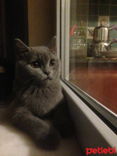 British Shorthair, Kedi  Ballı Paşa fotoğrafı