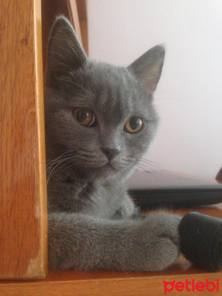 British Shorthair, Kedi  Ballı Paşa fotoğrafı