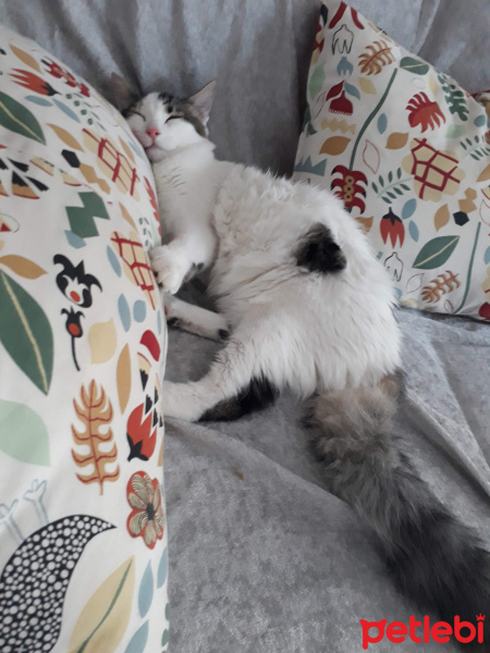 British Shorthair, Kedi  Köpük fotoğrafı