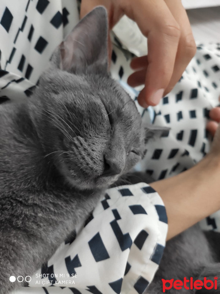 Mavi Rus, Kedi  BADEM fotoğrafı