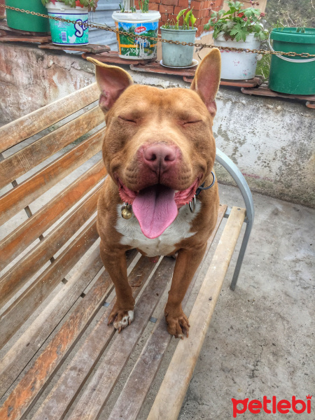 Amerikan Pitbull Terrier, Köpek  TETİK fotoğrafı