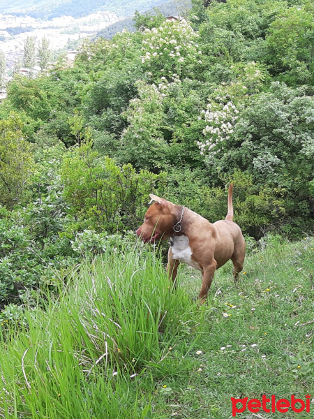 Amerikan Pitbull Terrier, Köpek  TETİK fotoğrafı
