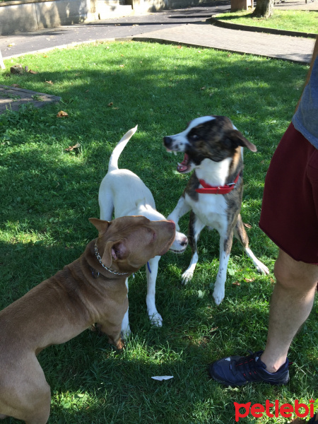Amerikan Pitbull Terrier, Köpek  TETİK fotoğrafı