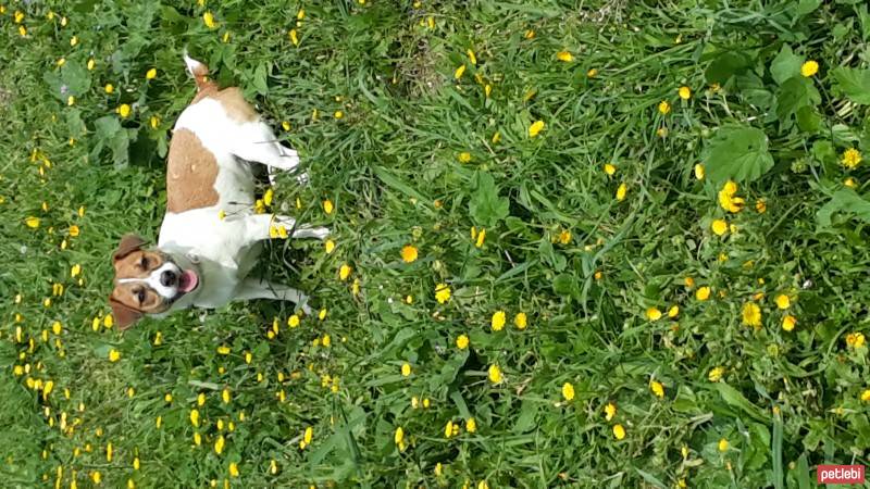 Jack Russell Terrier, Köpek  Lokum fotoğrafı