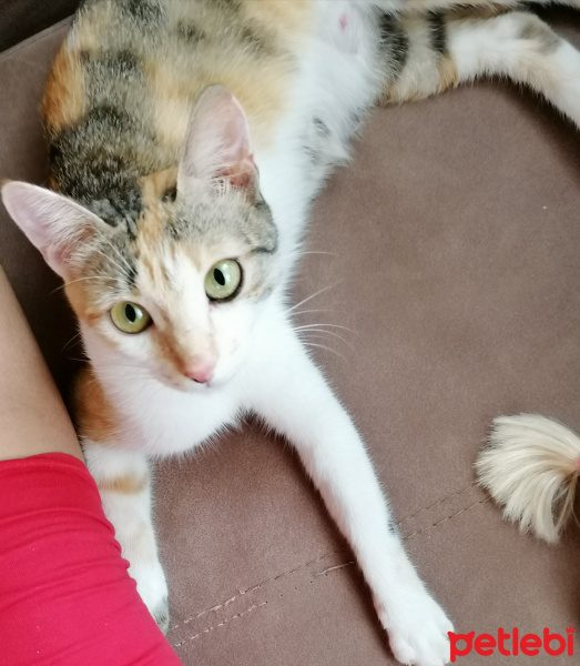 Tekir Kedi, Kedi  Kitty fotoğrafı