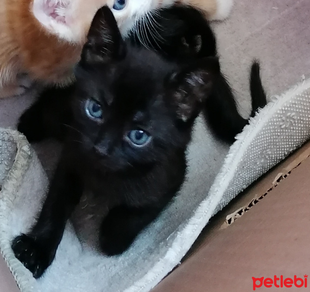 Tekir Kedi, Kedi  Kitty fotoğrafı