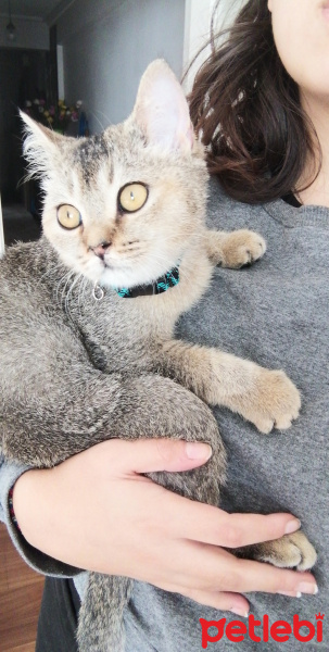 British Shorthair, Kedi  Rio fotoğrafı