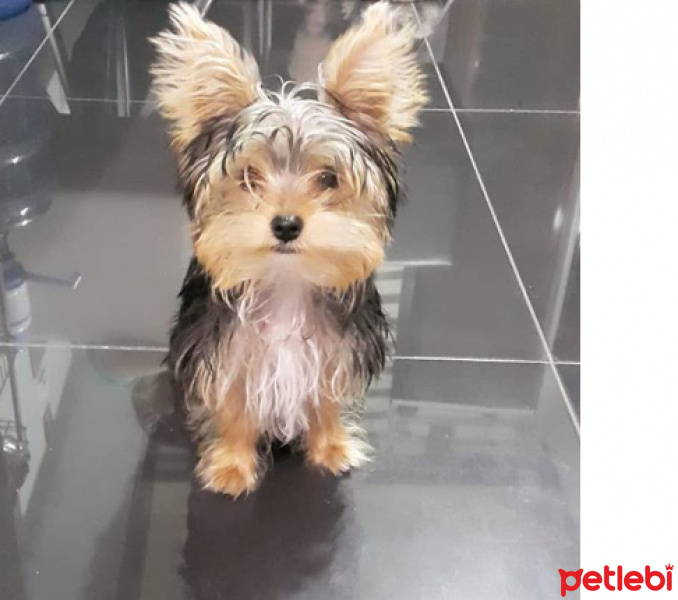 Yorkshire Terrier, Köpek  odi fotoğrafı
