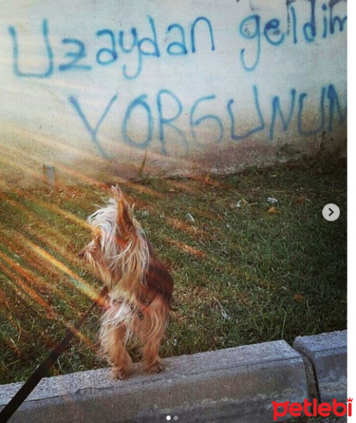 Yorkshire Terrier, Köpek  odi fotoğrafı