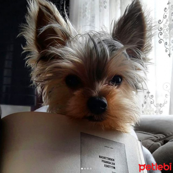 Yorkshire Terrier, Köpek  odi fotoğrafı