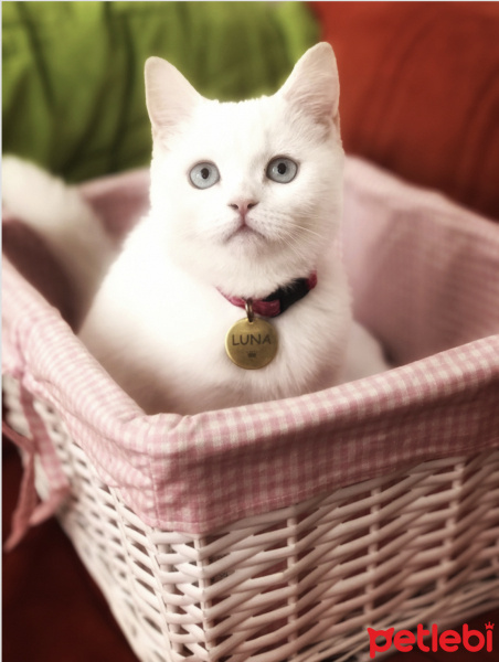 British Shorthair, Kedi  Luna fotoğrafı