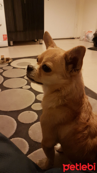 Chihuahua, Köpek  Berlin fotoğrafı