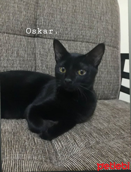 Tekir Kedi, Kedi  Oskar fotoğrafı