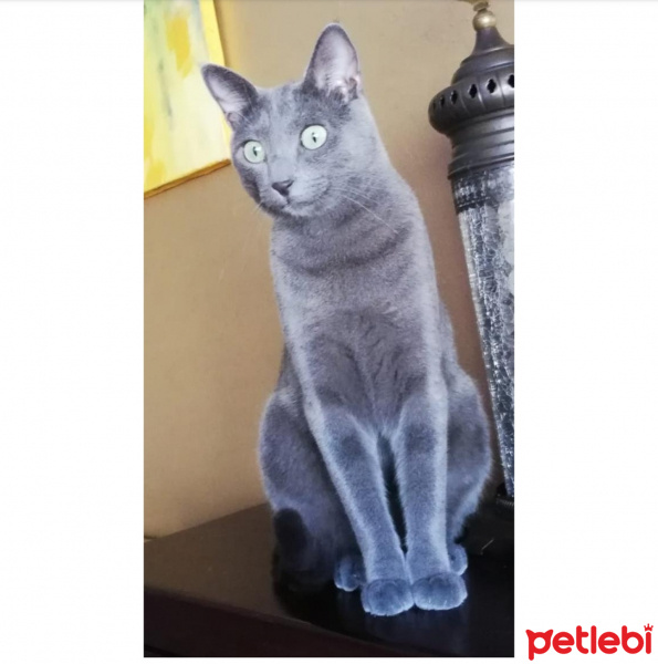 Mavi Rus, Kedi  Duman fotoğrafı