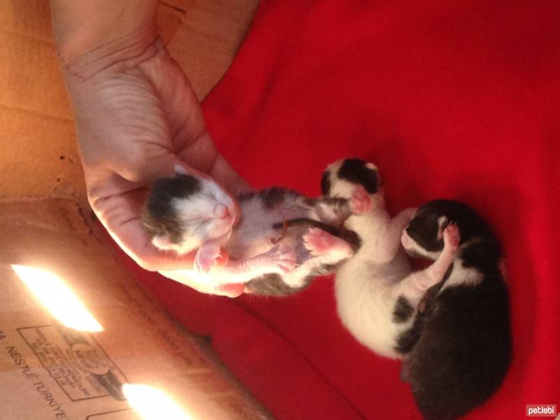 Tekir Kedi, Kedi  3 minik yavru ev arıyor fotoğrafı