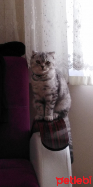 Scottish Fold, Kedi  İpek fotoğrafı