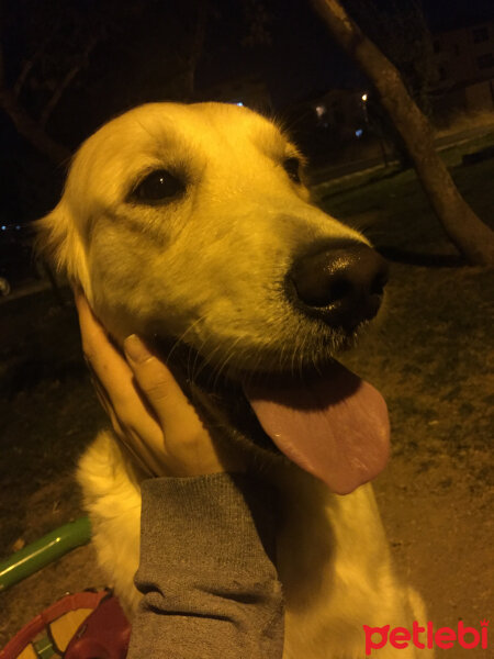 Golden Retriever, Köpek  HERA fotoğrafı