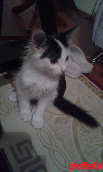 Tekir Kedi, Kedi  kartopu fotoğrafı