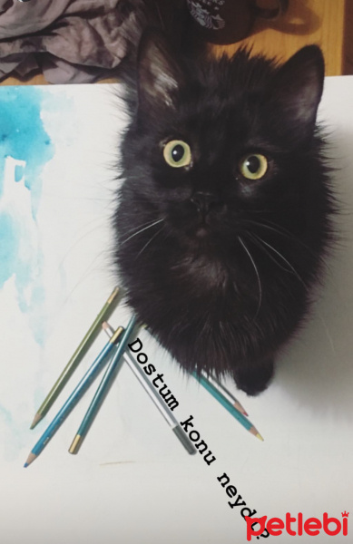 Tekir Kedi, Kedi  Gölge fotoğrafı