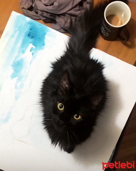 Tekir Kedi, Kedi  Gölge fotoğrafı