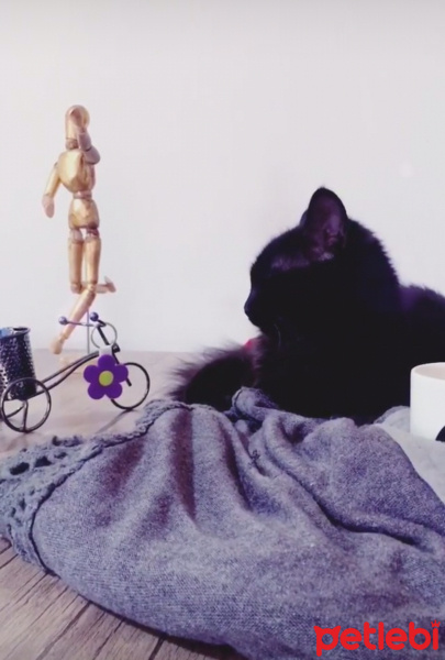 Tekir Kedi, Kedi  Gölge fotoğrafı