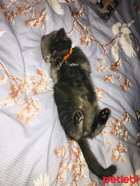 Scottish Fold, Kedi  Behlül fotoğrafı