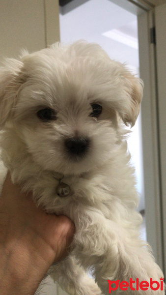 Maltese, Köpek  Leo fotoğrafı