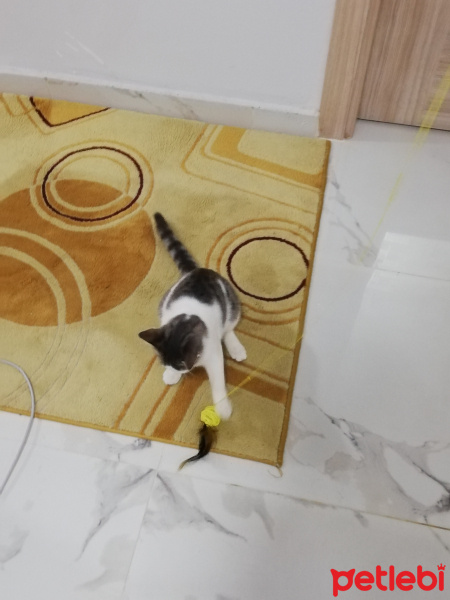Tekir Kedi, Kedi  Sütlaç fotoğrafı