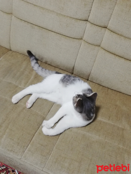Tekir Kedi, Kedi  Sütlaç fotoğrafı