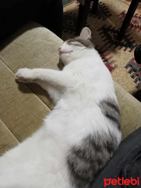 Tekir Kedi, Kedi  Sütlaç fotoğrafı