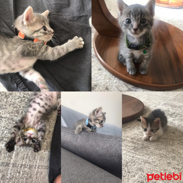 Tekir Kedi, Kedi  Leo-Badem-Fındık-Duman-Prenses fotoğrafı