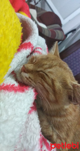 Tekir Kedi, Kedi  Lucian fotoğrafı