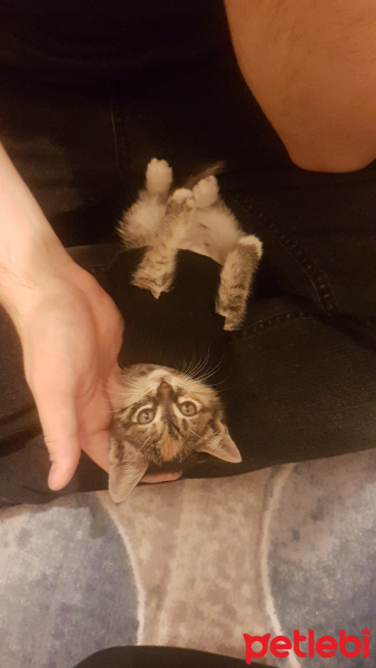 Tekir Kedi, Kedi  Dünya fotoğrafı