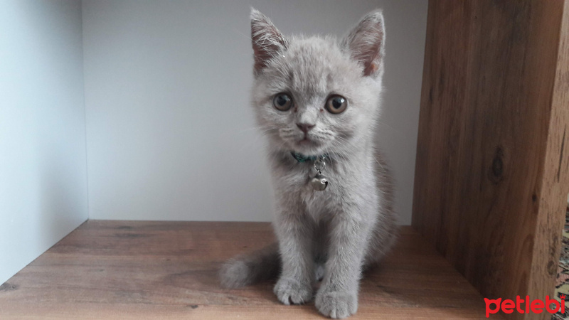 British Shorthair, Kedi  Cookie fotoğrafı