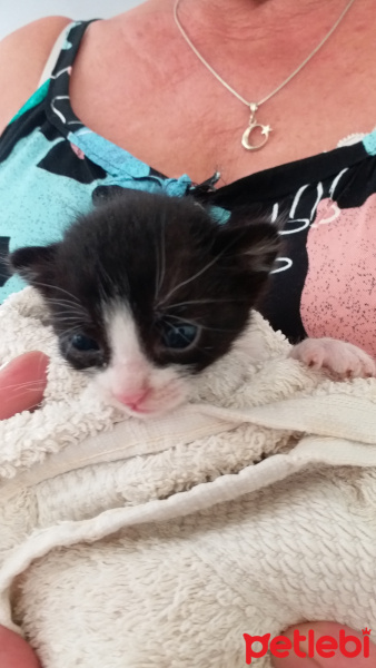 Tekir Kedi, Kedi  Cano fotoğrafı
