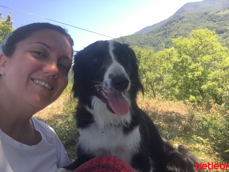 Border Collie, Köpek  LUNA fotoğrafı